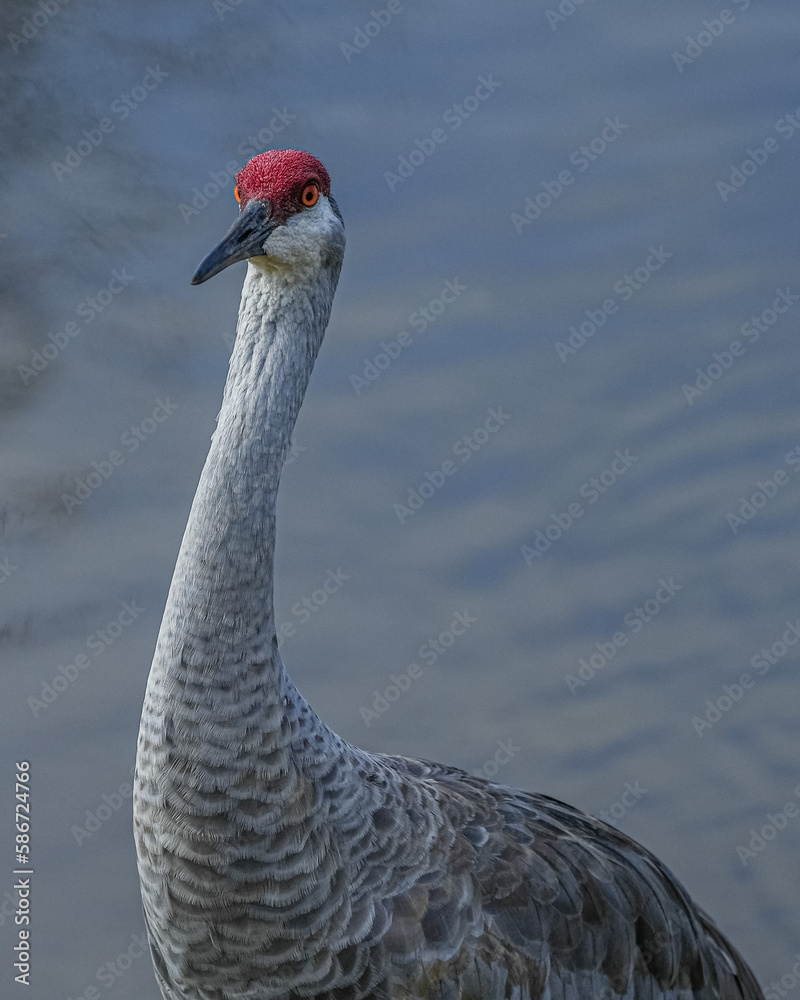 Fototapeta premium Sandhill Crane portrait