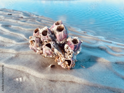 Barnacle on the beach