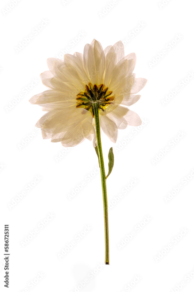 A sprig of a dried flower from a herbarium on a white background