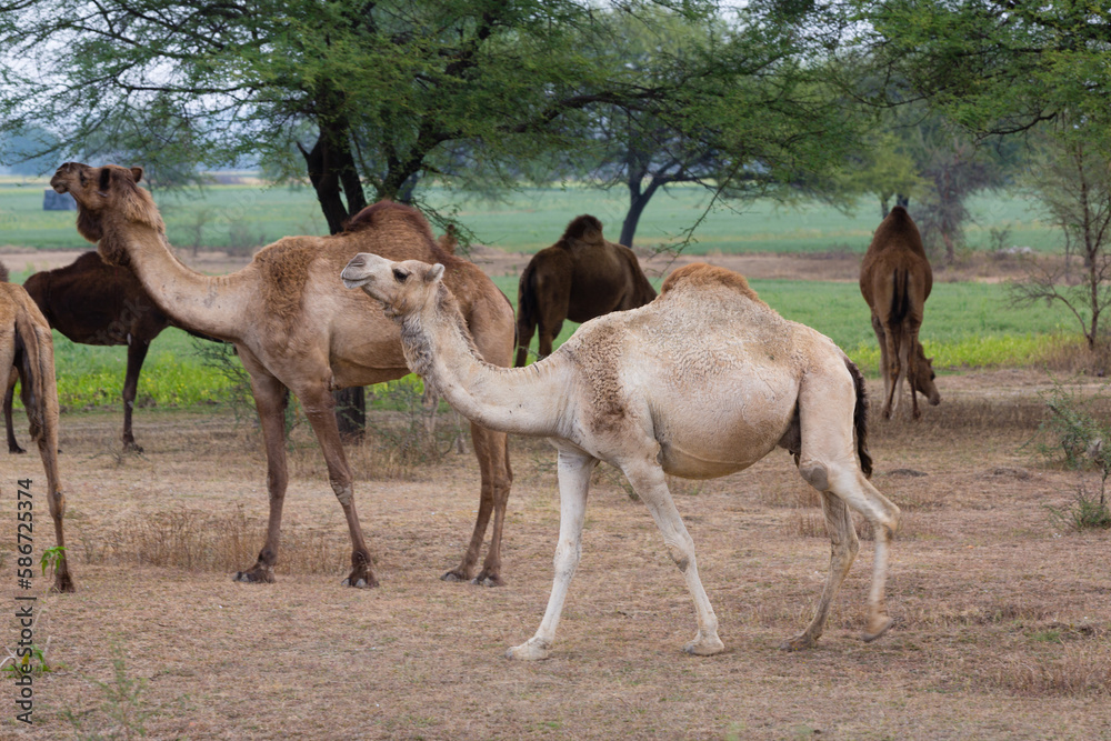 Fototapeta premium Herd of dromedaries feeds on sparse grass and leaves of trees