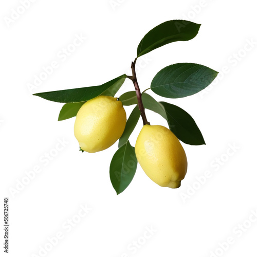 Ripe fruiting lemon tree stalk