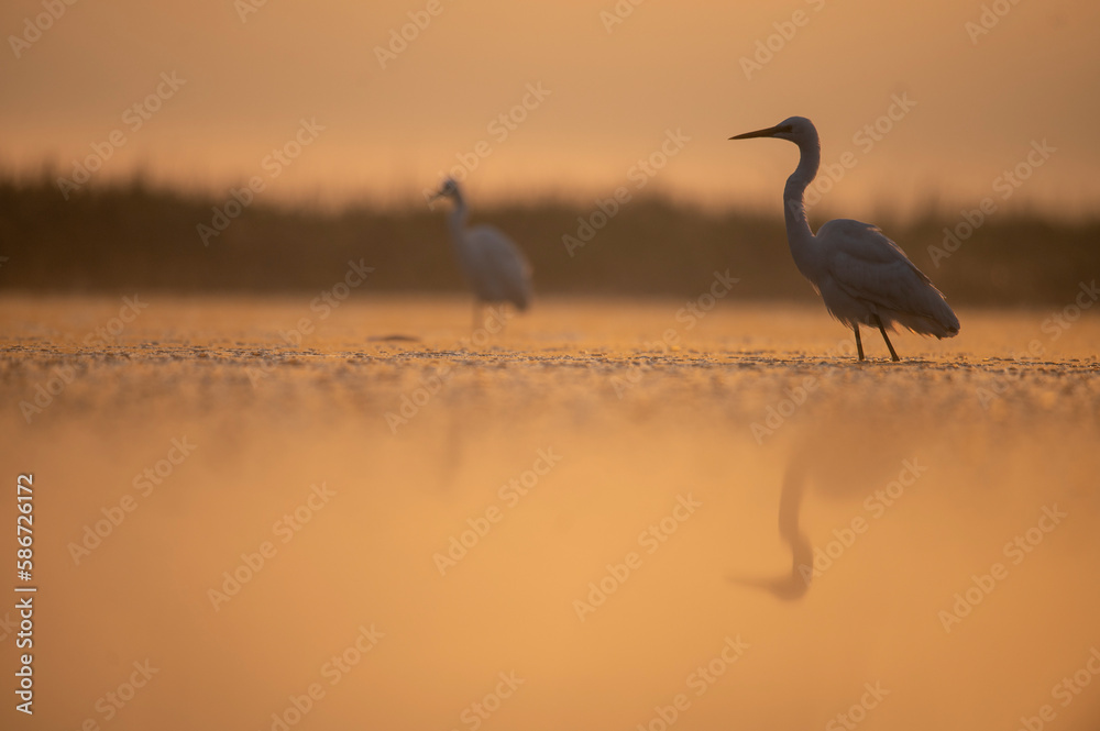 Obraz premium heron in the morning