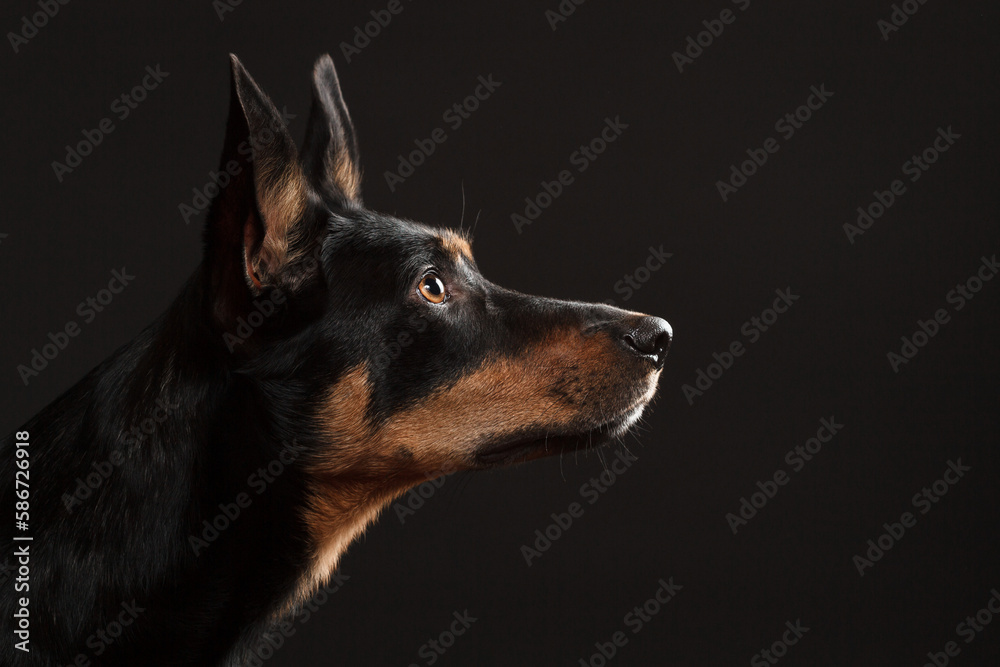 cute australian kelpie dog profile portrait in the studio on a dark background