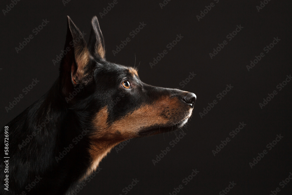 cute australian kelpie dog profile portrait in the studio on a dark background cute australian kelpie dog profile portrait in the studio on a dark background