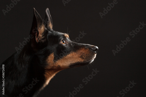 cute australian kelpie dog profile portrait in the studio on a dark background photo