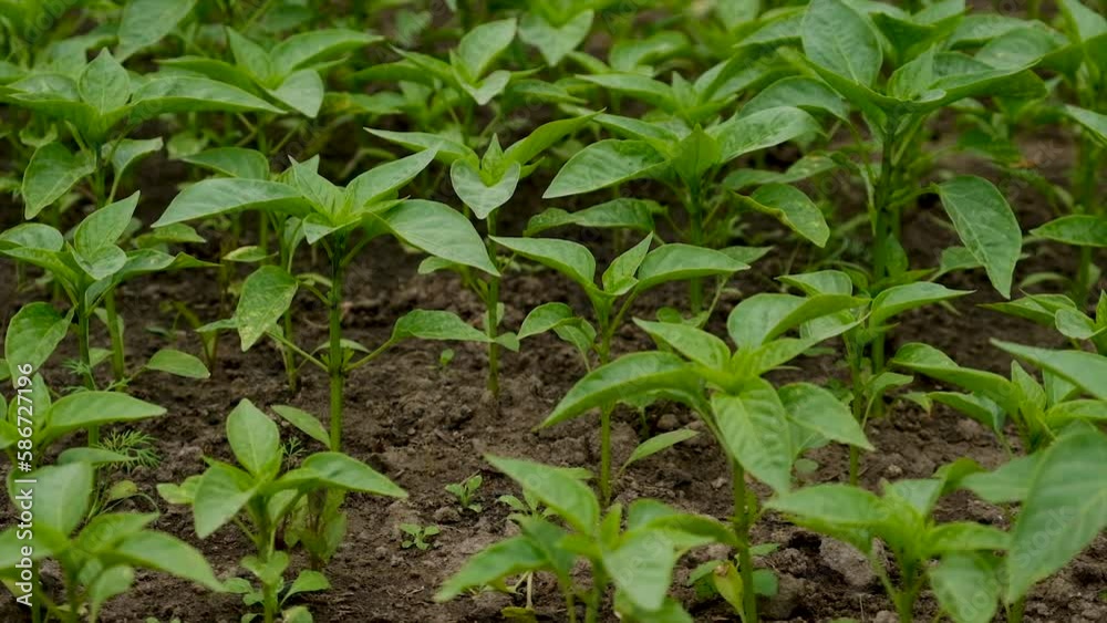Pepper seedlings grow in the garden. Selective focus. Pepper seedlings grow in the garden. Selective focus.