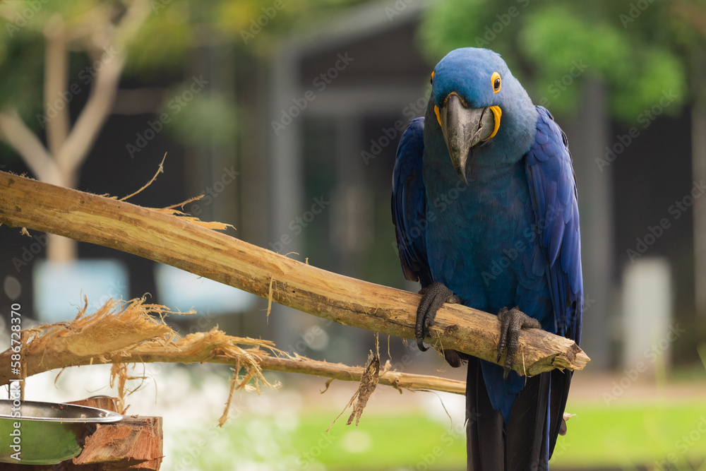 Obraz premium Arara Azul Brasileira