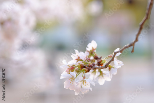 朝日に照らされキラキラ輝く桜の花。早朝、逆光で背景をぼかして撮影