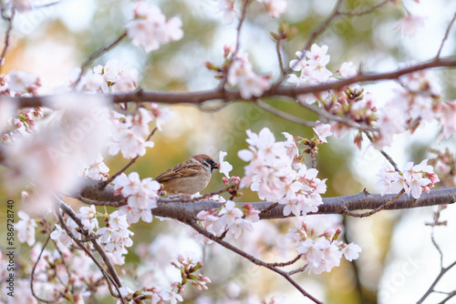 スズメの桜の花落とし。桜の花を丸ごとちぎって蜜を吸うスズメ。