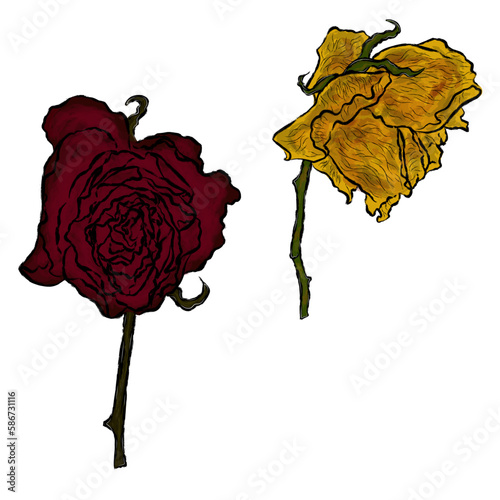 two withered dry roses with a black ragged outline