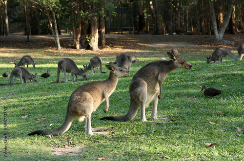 Kangaroos and ducks grazing on the Australia Zoo s lawn  Beerwah  Queensland  Australia