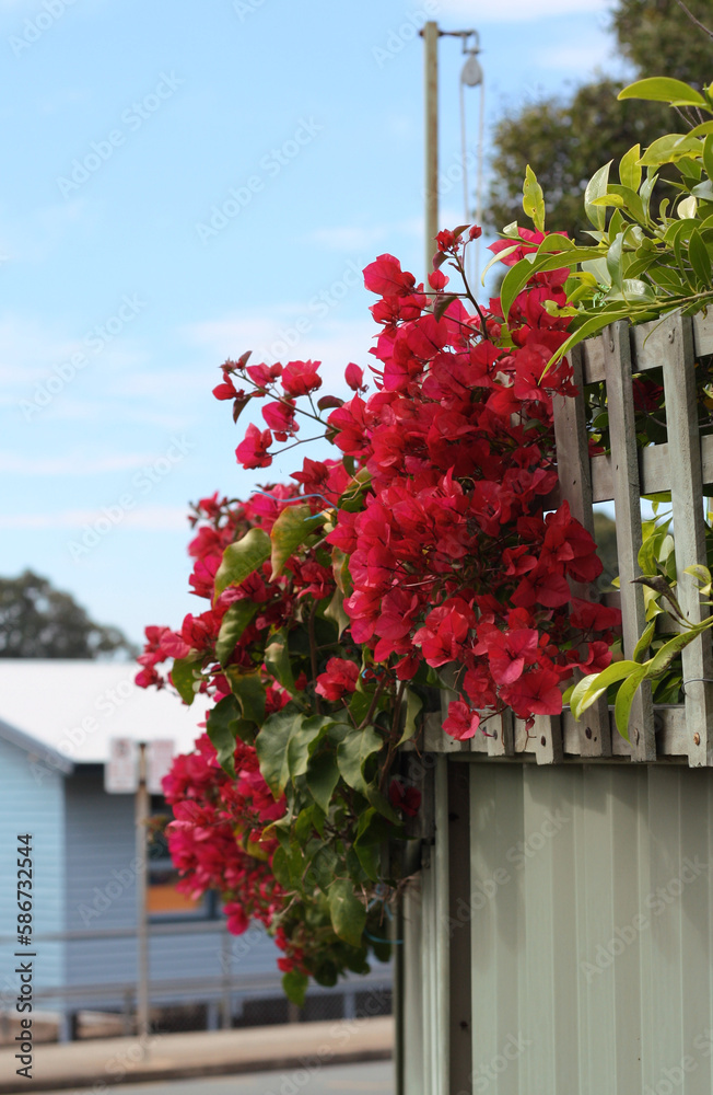 Fototapeta premium Blossomed bougainvillea on a fence
