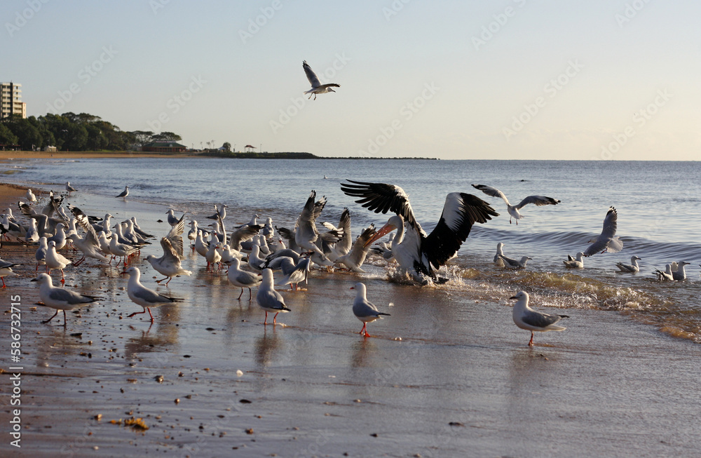 Australian pelican (Pelecanus conspicillatus) flapping its wings on the beach among the seagulls on a sunny morning Australian pelican (Pelecanus conspicillatus) flapping its wings on the beach among the seagulls on a sunny morning