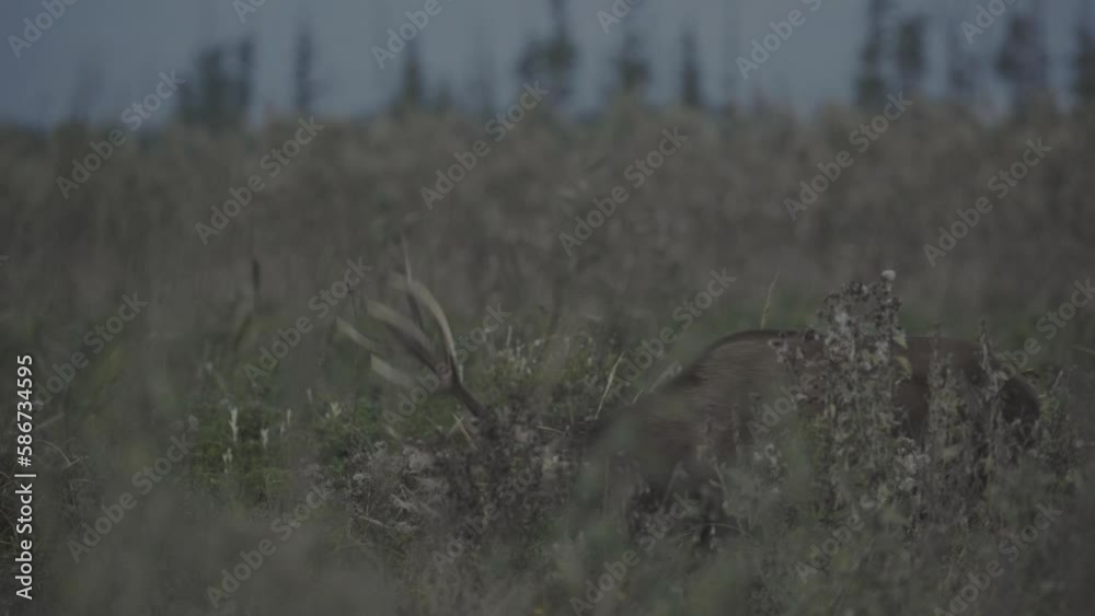 Red Deer Rutting Season Hungary