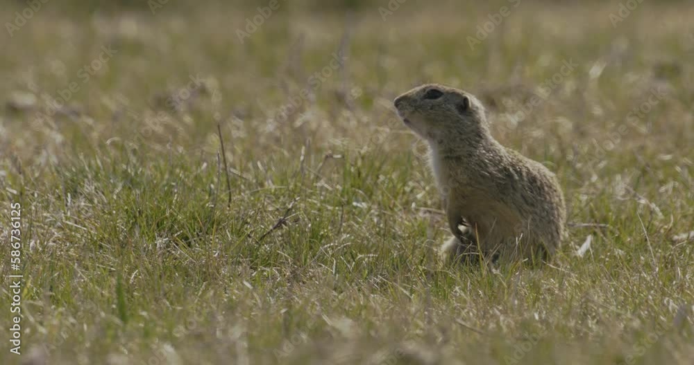 European Ground Squirrel Spermophilus Citellus European Ground Squirrel Spermophilus Citellus