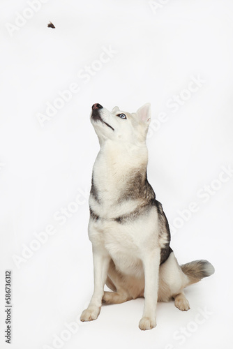 Portrait of grey girl siberian husky is eating on a white background