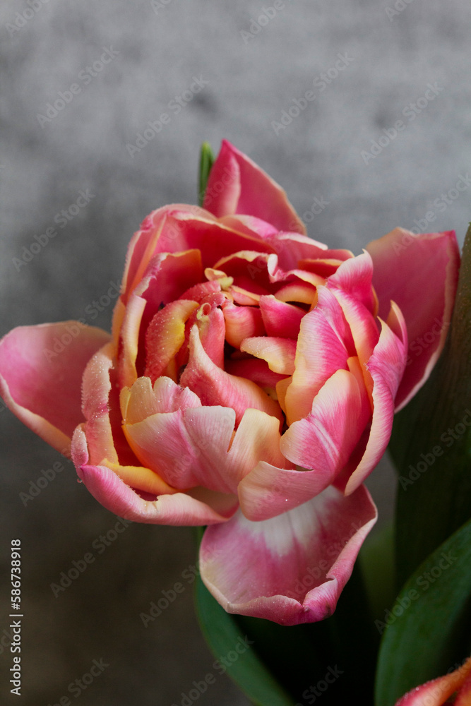 Peony multicolored tulips on a concrete background.