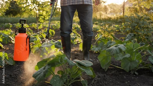 Farmer spraying pesticide sprayer garden farm vegetable garden spraying crop protection plant field rows. Agriculture fertilizer spraying insecticide. Fungicide. Herbicide. Backpack sprayer knapsack