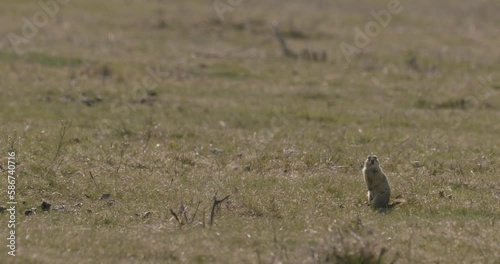 European Ground Squirrel In Summer photo