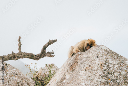 Sleeping monkey on the rock at Gibraltar, Spain.