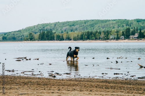 black dog playing in the water on the shore of a lake in Lanaudiere, Quebec. photo