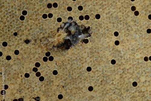 FU 2022-06-06 Bienencheck 145 Die Bienenwaben sind beinahe alle verdeckelt