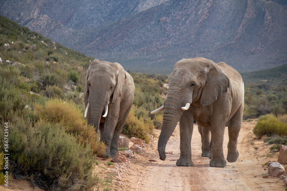 Two Elephants are running on a road in national safari park in South Africa
