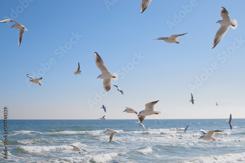 Seagulls soaring in the air over the sea coast, sea waves in the sun