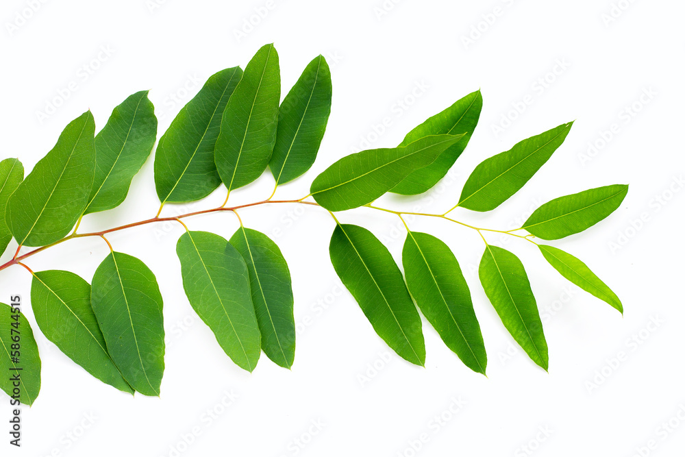 Fototapeta premium Green leaves of eucalyptus on white