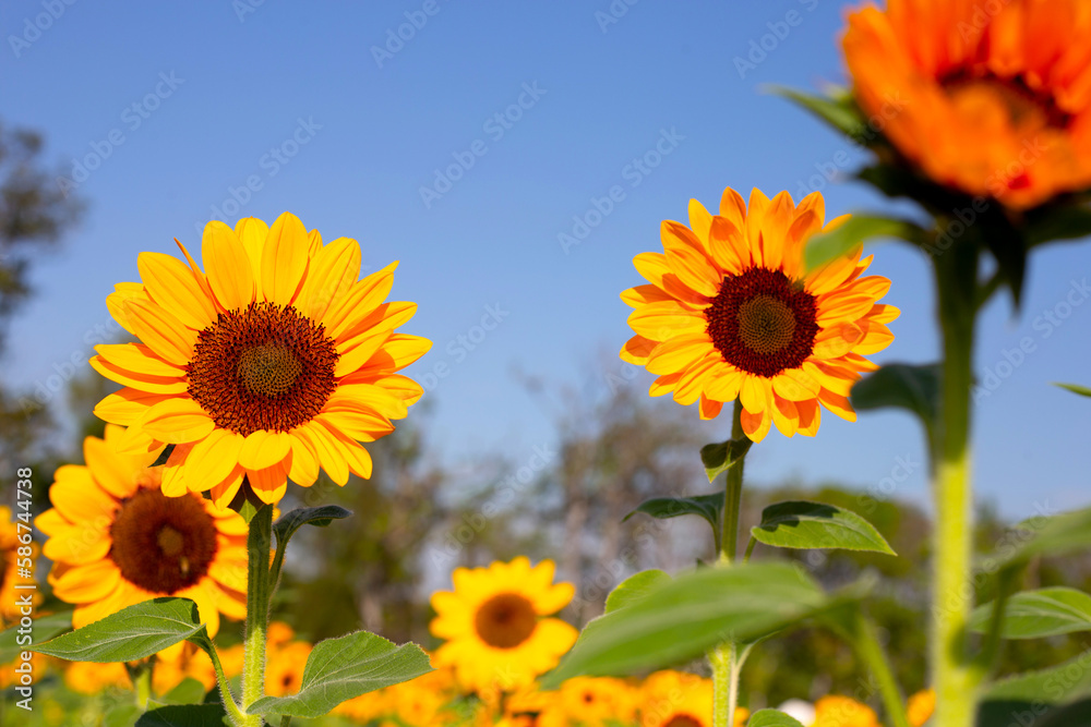 Fototapeta premium Sunflower field with blue sky. Beautiful summer landscape.