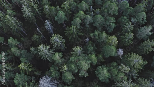 The aerial view of Black Forest (Schwarzwald), Germany. Top view