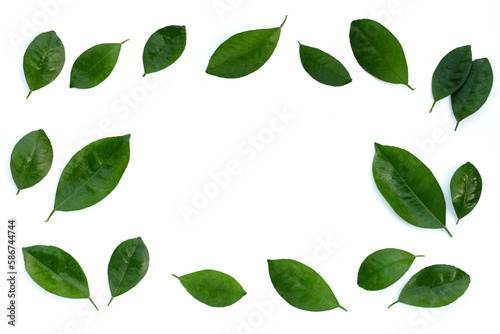 Citrus leaves on a white background. Top view