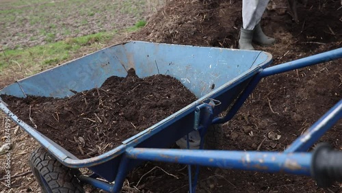 garden wheelbarrow with fresh compost. Loading compost from the compost pit, to move to the ridge, to improve the structure of the soil.