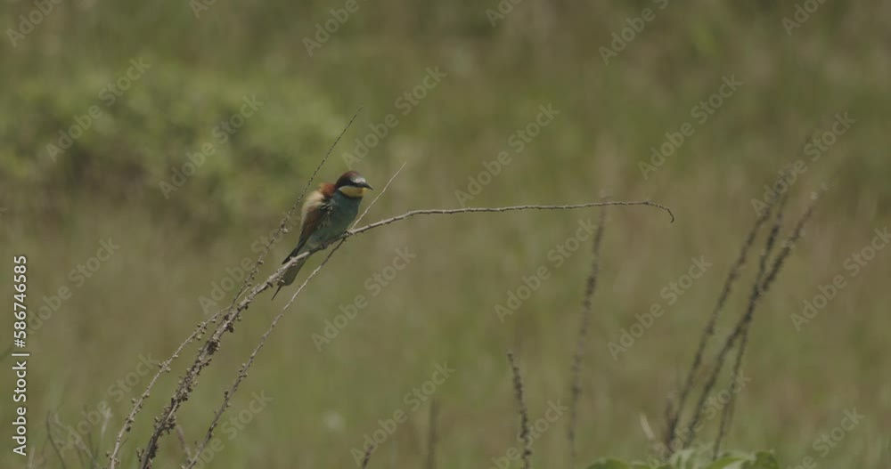 European Bee-Eater - Merops Apiaster On A Branch European Bee-Eater - Merops Apiaster On A Branch