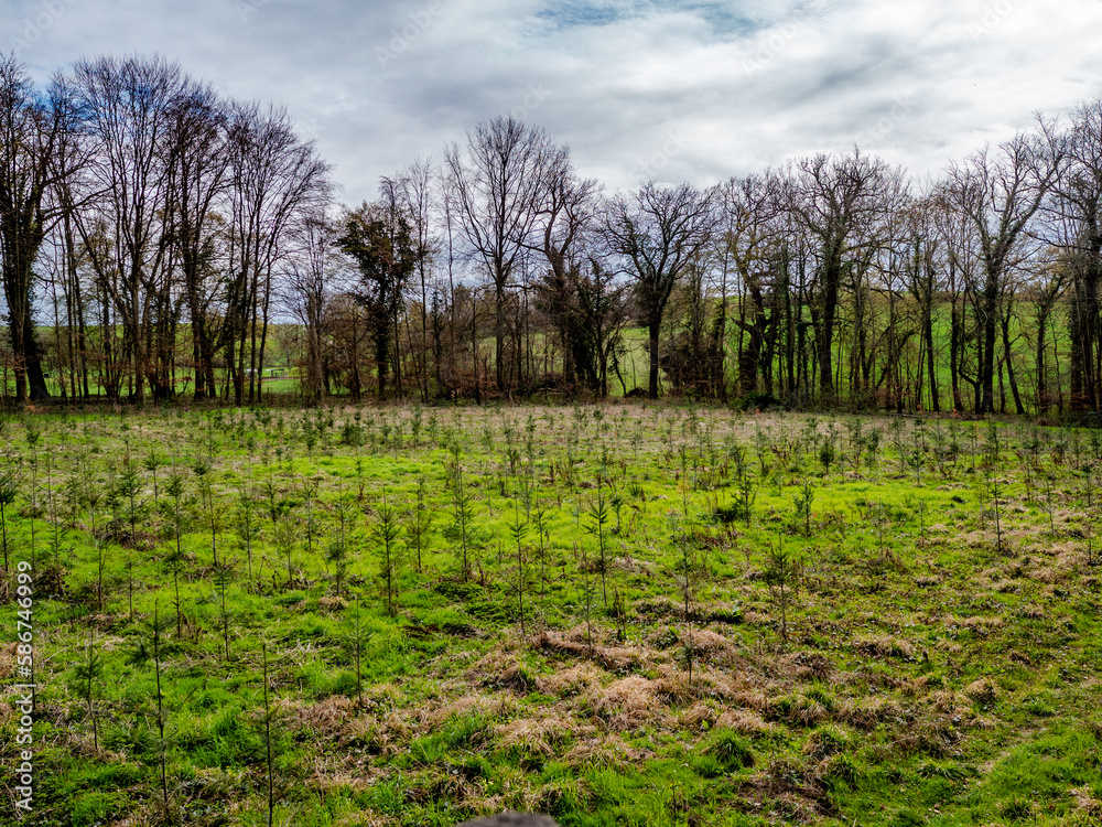 Obraz premium Wiederaufforstung nach Abholzung im Mischwald
