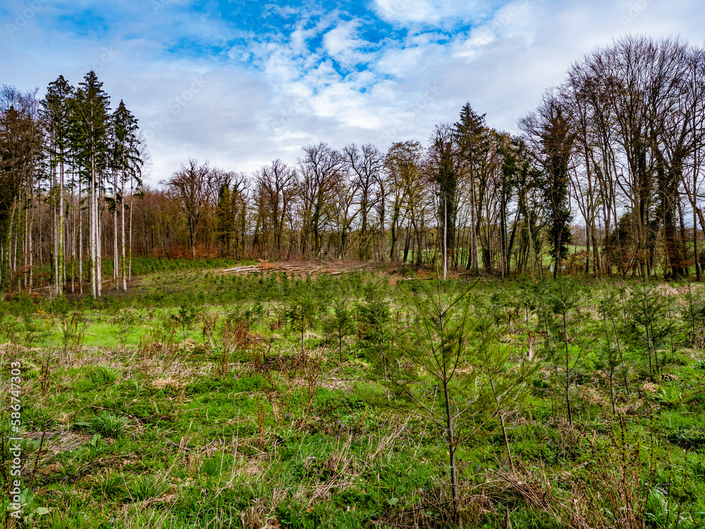 Wiederaufforstung nach Abholzung im Mischwald Wiederaufforstung nach Abholzung im Mischwald
