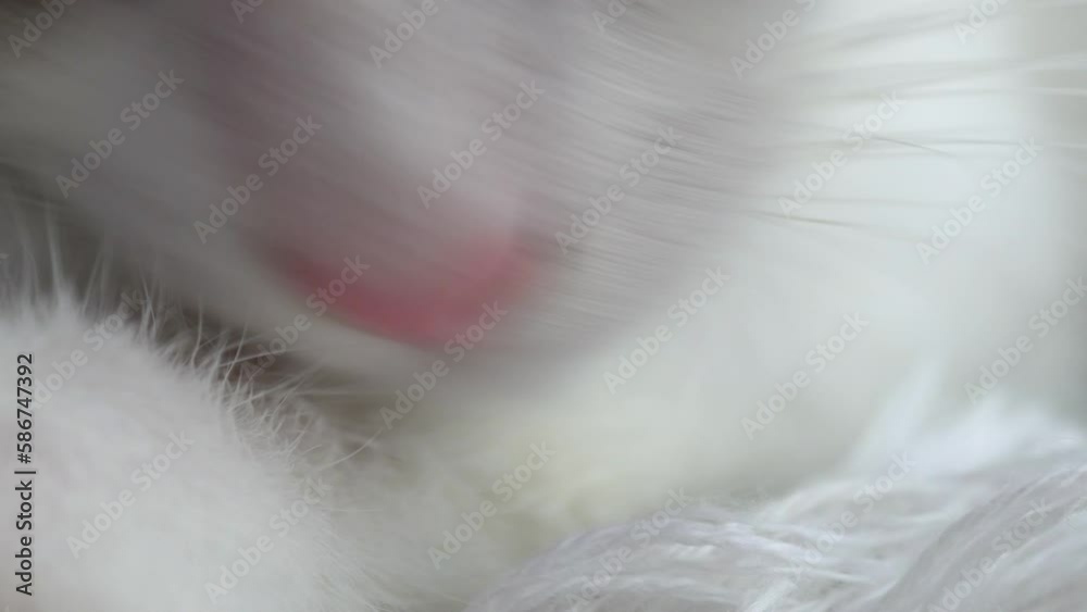 White and gray young cat, kitten lies on the floor and licks, cleans its paws and fur White and gray young cat, kitten lies on the floor and licks, cleans its paws and fur