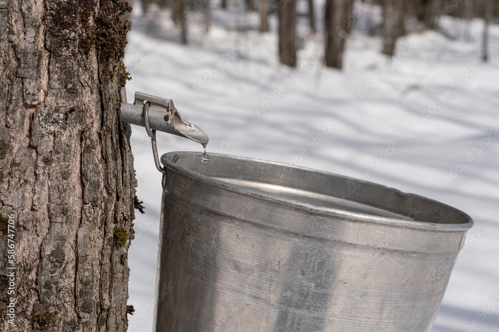 Maple sap dripping into an aluminium sap bucket attached to a maple