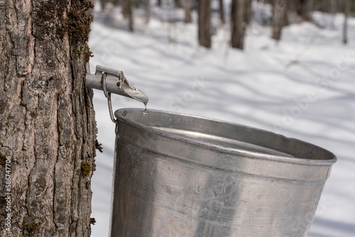 Maple sap dripping into an aluminium sap bucket attached to a maple tree on a beautiful and sunny spring afternoon. Maple tree tapping.