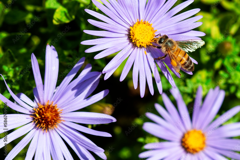 Honeybee Feeding on Aster Honeybee Feeding on Aster
