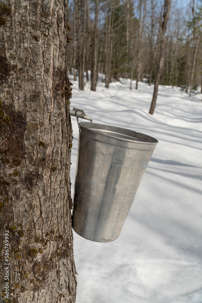 Maple sap dripping into an aluminium sap bucket attached to a maple