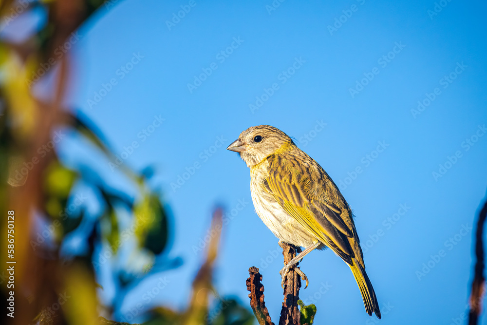 Fototapeta premium Ground canary bird (Sicalis flaveola) on a tree branch. Blue sky background.