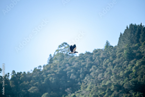 Bird Blackbird (Vanellus chilensis) flying to high. Florest and blue sky in background.