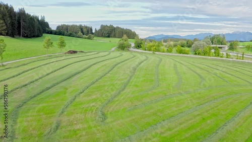 Aerial view of Allgäu region, Germany. Verdant valleys with  calves ,that contrast beautifully with the majestic Alps in the background. 