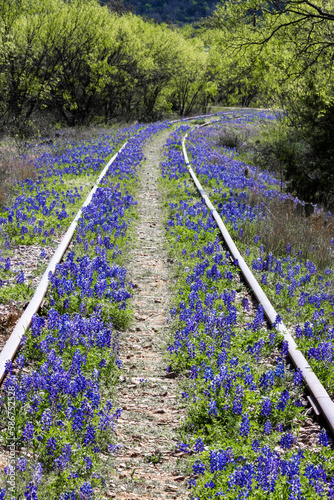 Bluebonnets on the Railroad Tracks
 photo