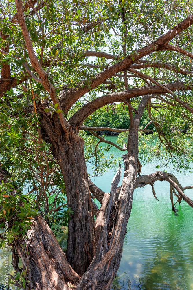 Obraz premium Mangrove forests near Cancun on the Yucatan Peninsula in Mexico