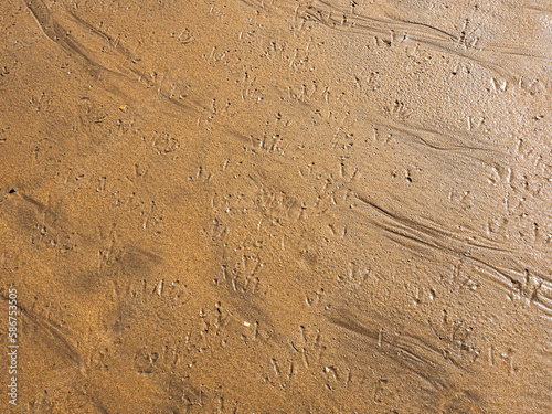 Many bird foot prints on a yellow sand. Busy beach or abstract crowd concept.