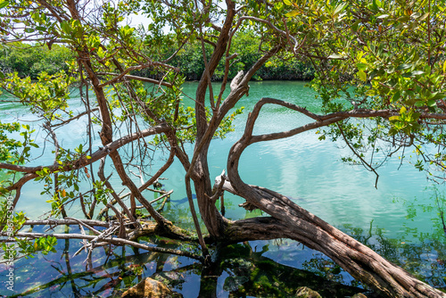 Mangrove forests near Cancun on the Yucatan Peninsula in Mexico