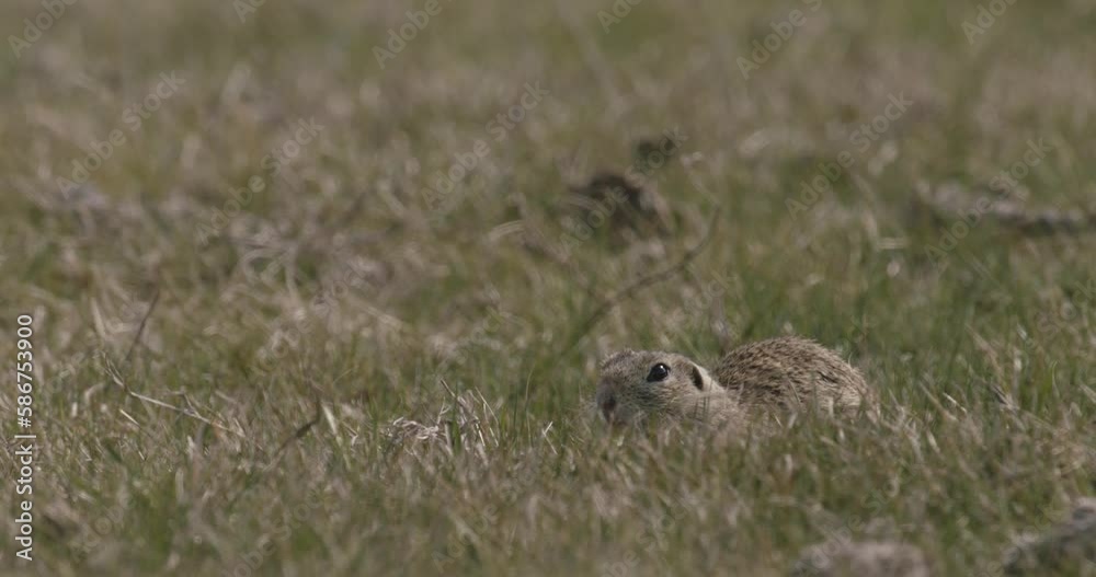 Ground Squirrel In Its Natural Habitat Ground Squirrel In Its Natural Habitat