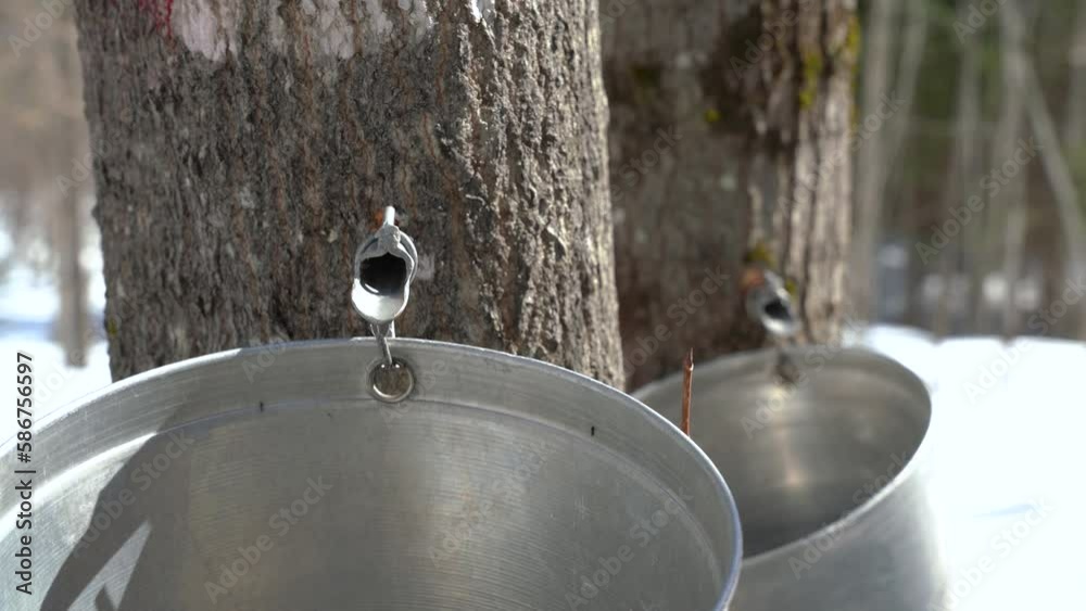 Maple sap dripping into aluminium sap buckets attached to a maple tree on a beautiful and sunny spring afternoon. Maple tree tapping. Maple syrup production. 